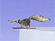 Scrat Jump